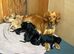 Spaniel x Labrador puppies