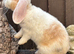 Young Mini Plysh Lops available. Hypoallergenic fur.