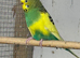 Adult budgies