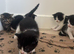 6 Adorable Mixed-Breed Kittens Looking for Loving Homes