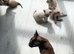 Adorable pedigree Tonkinese, mum and dad registered GCCF , both here.