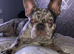 Lilac merle French bulldog