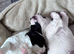 Beautiful Yorkie Biewer terrier for sale