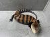 Blue Tongue Skink