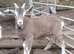 Fabulous Entire Intact Toggenburg Billy Goat Kid - Father Pedigree