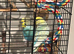 2 baby budgies