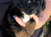 TINY TOY MALTIPOO’S Health tested parents