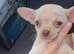 Chihuahua puppy