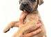 Cane Corso pups