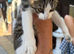 Mix breed tortoise shell kitten