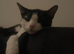 Rehoming a lovely female cat