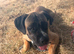 10-Month-Bullmastiff Boy - Looking for a Home