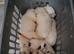 Gorgeous white german shepherd pups