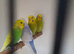 Baby Budgies / Cockatiels