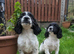 Cocker spaniel pups