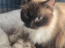 Ragdoll Kittens Available now