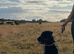 Female Rottweiler-Savvy Home Needed