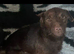 Patterdale puppies
