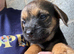 Four Kc reg border terrier pups