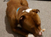 1 year old American bulldog