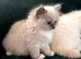 Ragdoll kittens pedigree