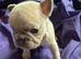 Only x1 boy left out of 6, KC registered micro French bulldogs