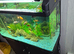Jad fishtank