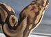 Male spotnose 66%het clown