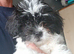 Tiny Jackapooshih pups 1 boy 3 girls left