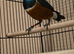 Male spreo starling