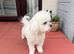 Beautiful Maltese female