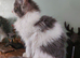 Maine coon x Ragdoll 12 week kittens 2 male 2 female