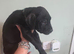 American bully dog