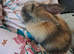 Lovely super frindly rabbit