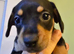 3 gorgeous Miniature French Weiner puppies