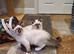 Beautiful GCCF Registered Ragdoll Kittens.