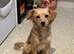 4 adorable puppies for sale