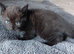 Black female kitten for sale