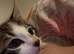 Tabby kittens️