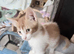I have four beautiful Maine coon x mum is a calico dad is a full Maine coon