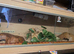 7 year old male corn snake