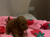 Toy poodle puppies