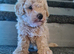 Absolutely stunning poodle pups