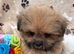 Adorable F1 Pom shih vet checked ready now