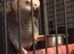 Female African grey parrott
