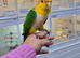 Baby Yellow Thigh Caique,8