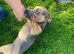 Rare colour / Merle Jack Russell Pups ( Wenlock) DNA Health Clear Stud