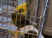 3 canaries