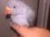 Baby Indian ring neck