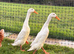 White Runner drakes